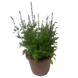 GROW by OBI Salbei Lila, 60cm, im Topf. Blühende Staude für Beet und Outdoor.