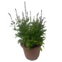 GROW by OBI Salbei Lila, 60cm, im Topf. Blühende Staude für Beet und Outdoor.
