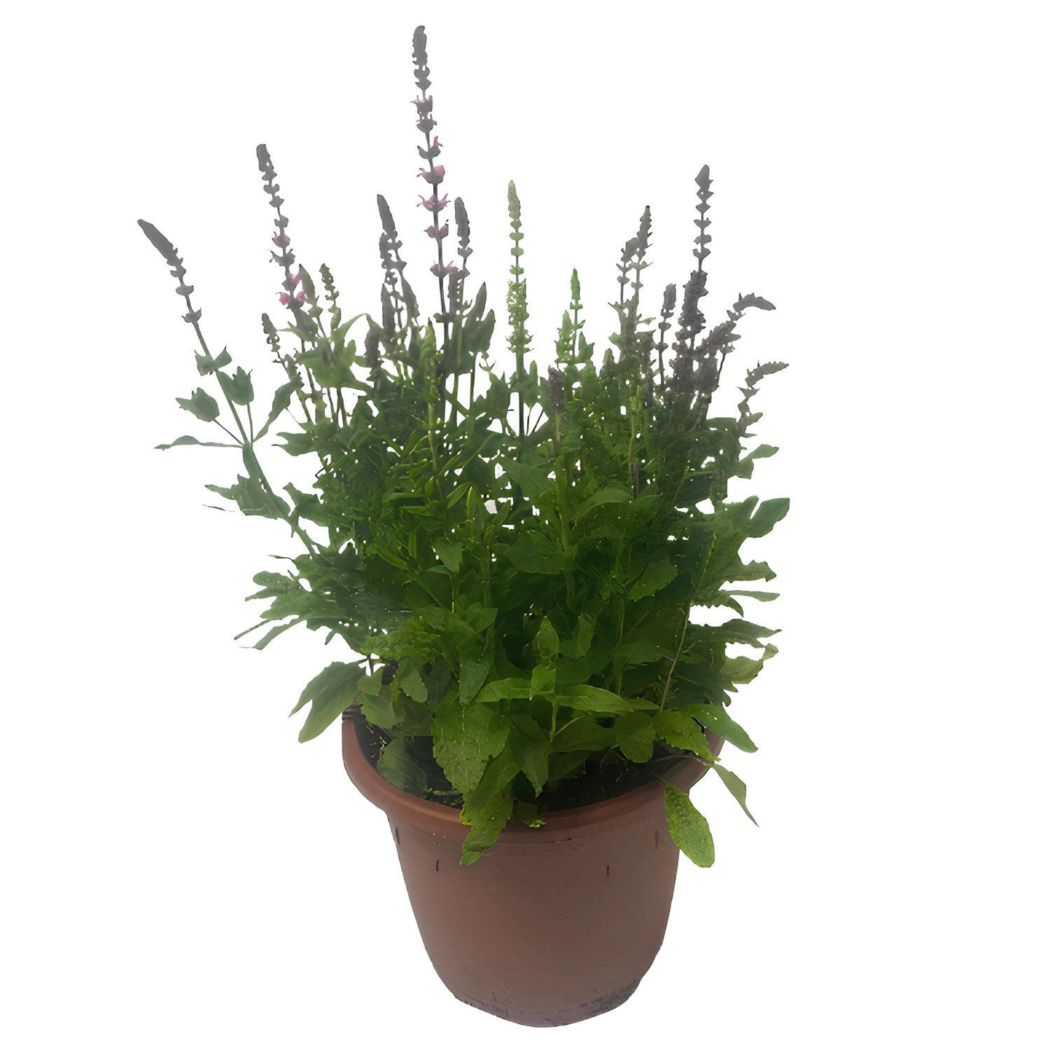 GROW by OBI Salbei Lila 60 cm Salvia Nemerosa kaufen bei OBI