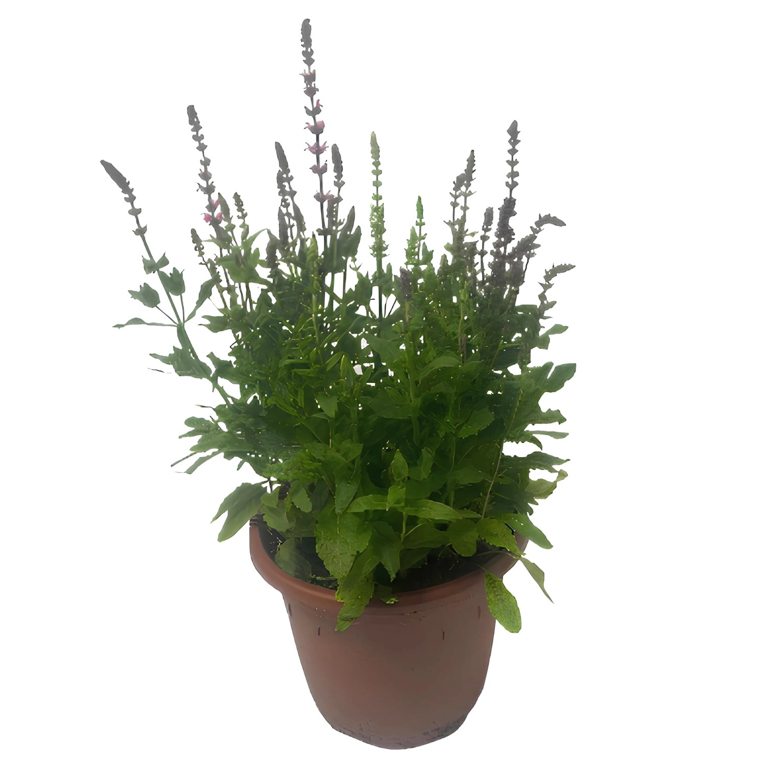 GROW by OBI Salbei Lila, 60cm, im Topf. Blühende Staude für Beet und Outdoor.