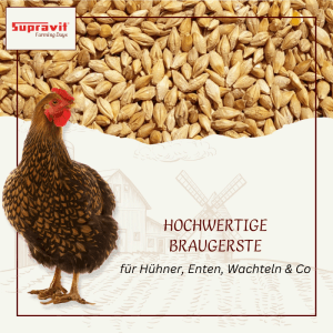 Supravit Braugerste Ergänzungsfutter für Hühner. Eine Henne vor goldenen Gerstenkörnern. Hochwertiges Geflügelfutter.