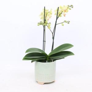 Schmetterlingsorchidee (gelb) im Keramiktopf, ca. 12 cm Topf-Ø.