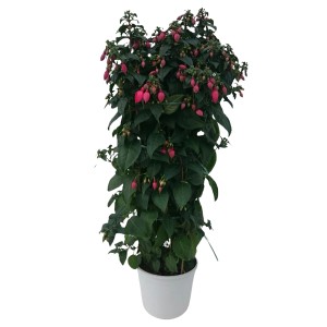 Fuchsie Pyramide im Topf, ca. 30-50 cm hoch, mit pinkfarbenen Blüten. Blühende Kübelpflanze.