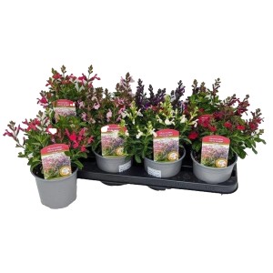 Farbenfroher Salbei Salvia gre. Mirage im 13 cm Topf. Blühende Beetpflanze für Garten und Balkon.