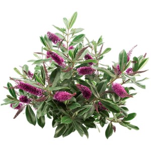 Strauchveronika Hebe Hybrida Queen Kiwi im Topf mit violetten Blüten.