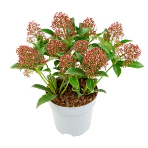 Blütenskimmie im Topf, ca. 25-30 cm hoch, mit roten Blütenknospen und grünen Blättern.