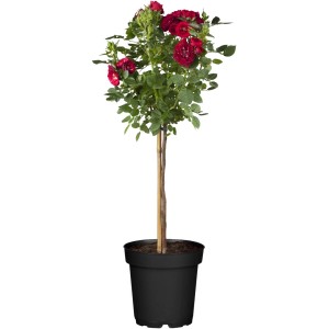 Halbstammrose, ca. 60 cm hoch, im Topf. Rosa Hybride mit roten Blüten.