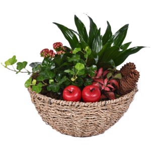 Herbstliches Pflanzen-Arrangement im Korb (Ø 23cm) mit Kalanchoe, Drachenbaum, Fittonie und Efeu.