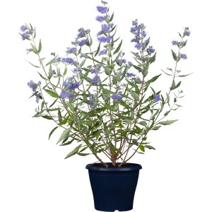 Blühende Bartblume Dark Knight im Topf, ca. 30-40 cm hoch, mit blauen Blüten.