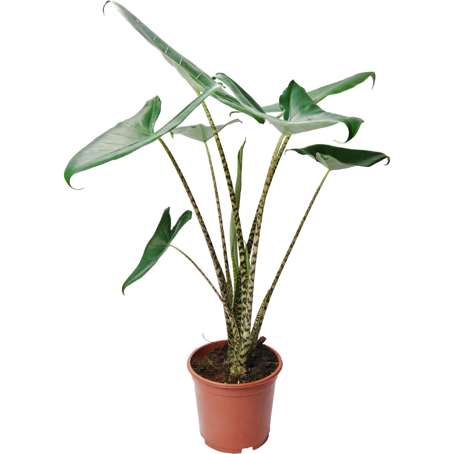 Pfeilblatt Topf- ca. 19 cm Alocasia zebrina kaufen bei OBI