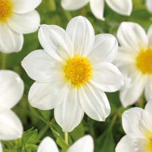 Nahaufnahme einer weißen Dahlie Mignon von GROW by OBI mit gelber Mitte.