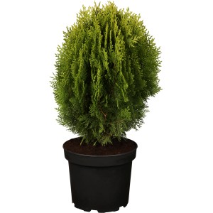 OBI Zwerglebensbaum "Aurea Nana" Gelb Höhe ca. 10 - 20 cm Topf ca. 2 l Thuja