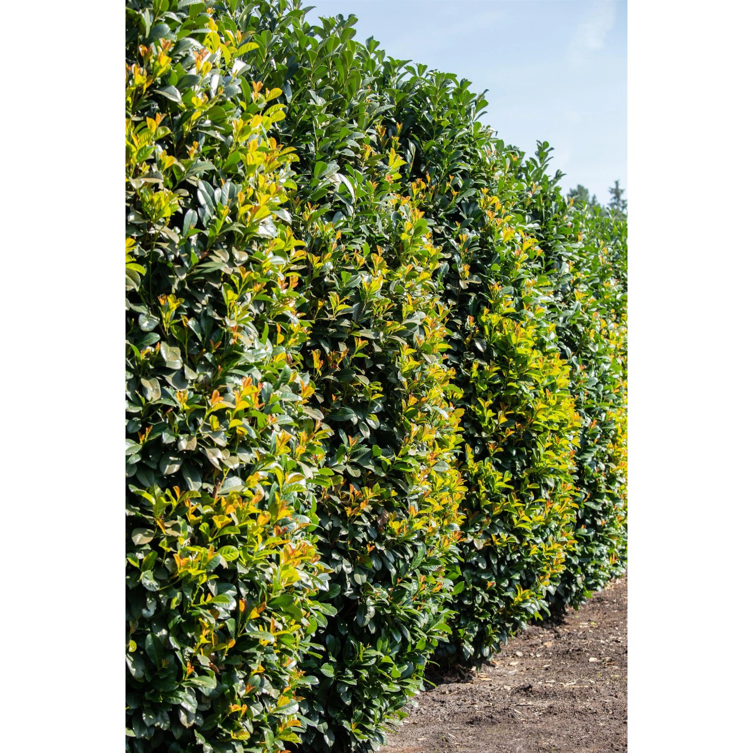 Reihe Kirschlorbeer Caucasica Pflanzen, ca. 80-100cm hoch, im 5l Topf, ideal für Hecken.