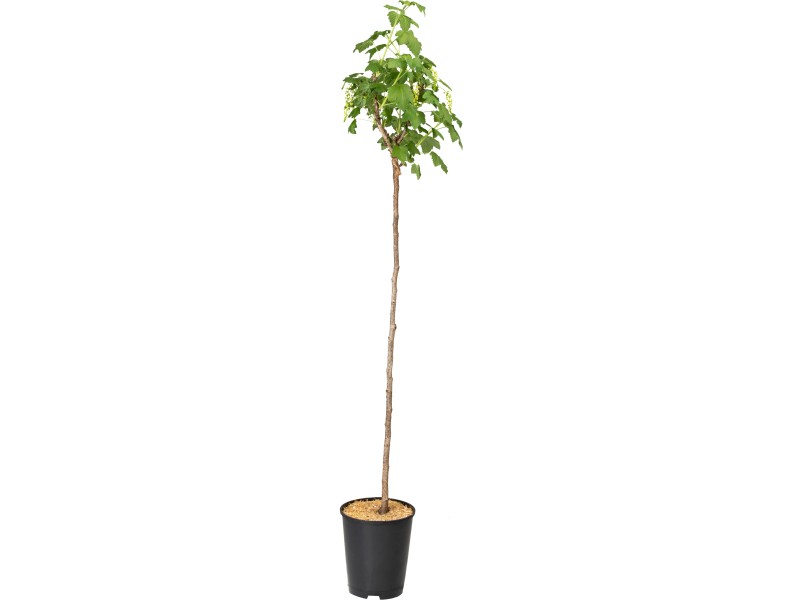 OBI Bio Johannisbeere Hochstamm Weiß Ribes rubrum kaufen bei OBI