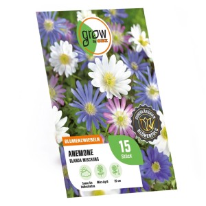 GROW by OBI Anemonen blanda Mischung 15 Stück Anemonen blanda Mixed