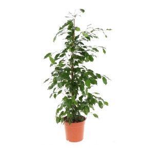 Birkenfeige Exotica Höhe ca. 130-145  cm Topf-Ø ca. 24 cm