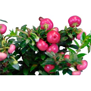 Torfmyrte mit rosa Beeren im Topf, ca. 20-25 cm hoch.