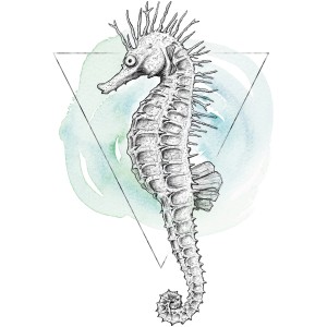 Komar Wandbild: Aquarell-Seepferdchen (30x40 cm). Detailreiche Zeichnung vor blauem Hintergrund.