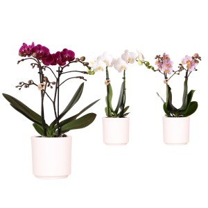 Schmetterlingsorchidee in Farben im Keramik-Gefäß Topf-Ø ca. 9 cm