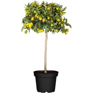 Citrus Mix Stamm im Topf, ca. 120-140 cm hoch. Kübelpflanze mit gelben Früchten und grünen Blättern.