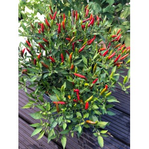 Blu Bio-Thai-Chili im Topf, kleine, spitz zulaufende, grüne und rote Früchte.