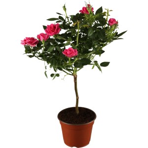 Rosa Hybride als Rosenstämmchen mit pinken Blüten im Topf, ca. 60-80 cm hoch.