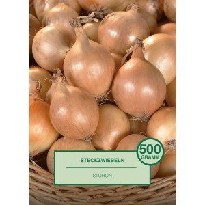 Steckzwiebeln Sturon, 500g, in Korb: Pflanzzwiebeln für den Garten.