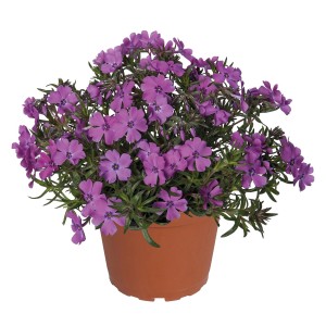 Topf mit lila GROW by OBI Polster-Phlox (Flammenblume), ca. 18 cm hoch.