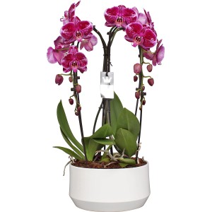 Schmetterlingsorchidee mit 4 Trieben in Weiß im Keramiktopf (ca. 25 cm Topf-Ø).