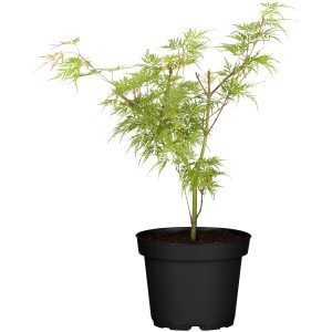 Grüner OBI Schlitzahorn 'Dissectum Viridis' im Topf (Ø 19cm) mit filigranem Laub.