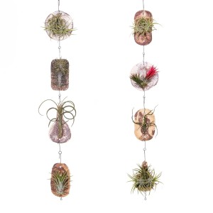 Tillandsien-Ampel Tilly Tile 2-fach sortiert, verschiedene Tillandsia Pflanzen in Hängeampeln.