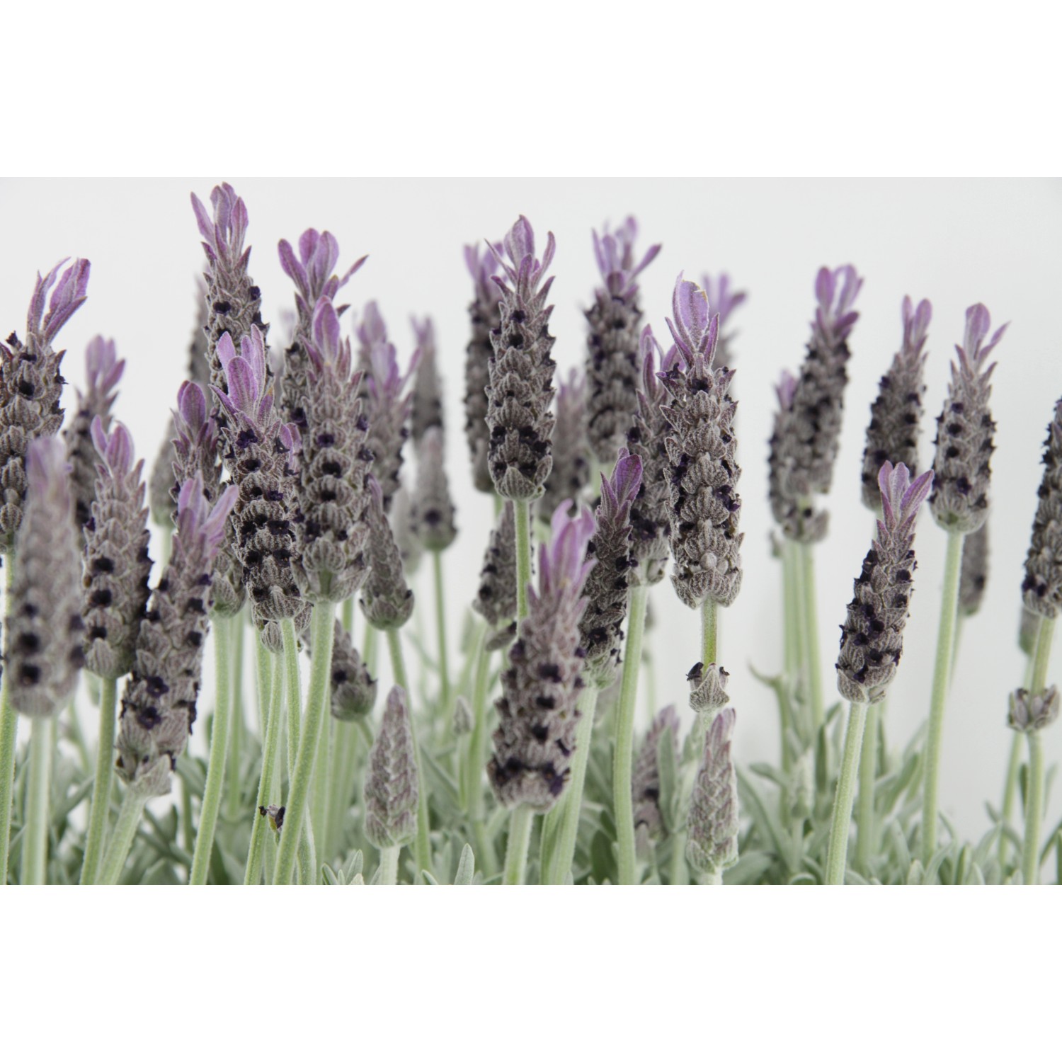 OBI Lavendel "Anouk" TopfØ ca. 17 cm Lavandula stoechas kaufen bei OBI