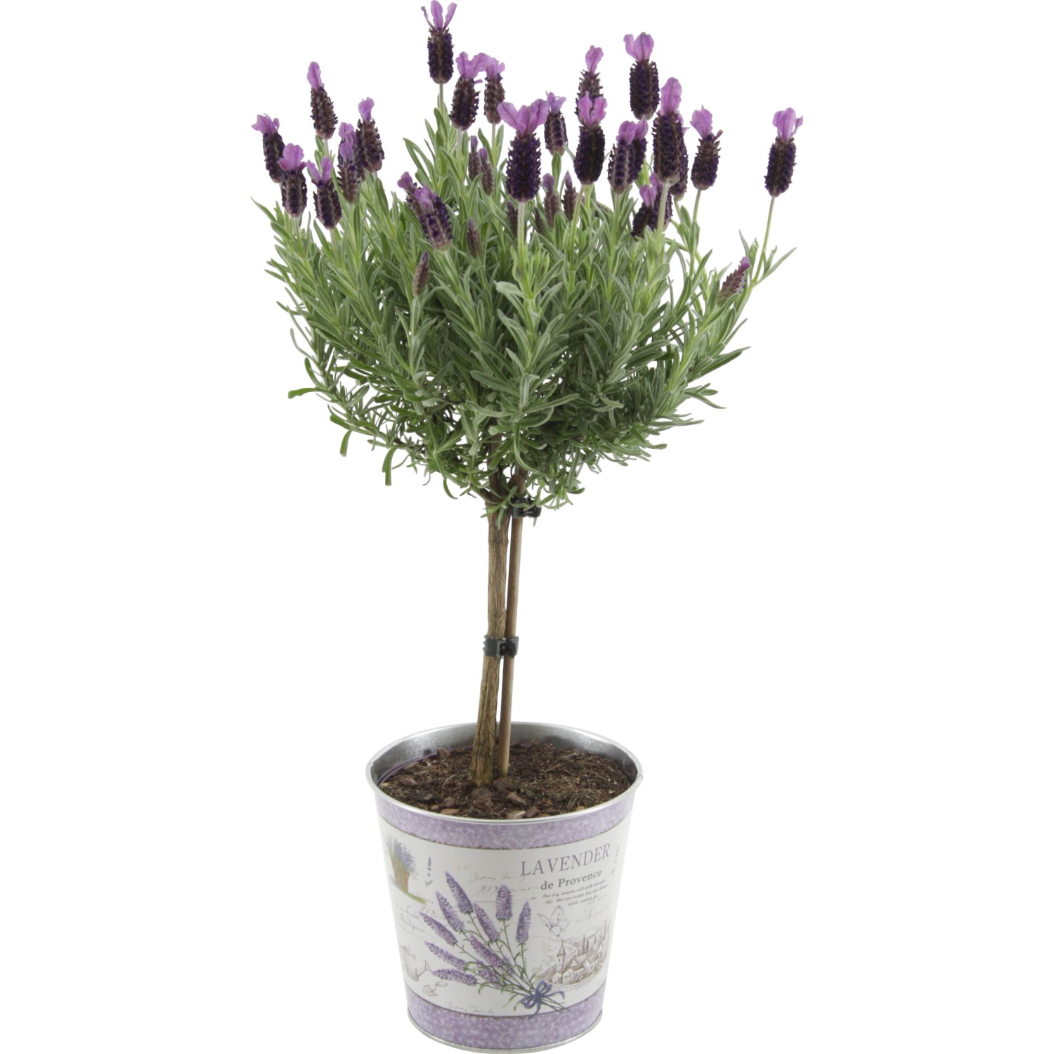 Lavendel "Anouk" Stamm in Zink TopfØ ca. 15 cm Lavandula stoechas
