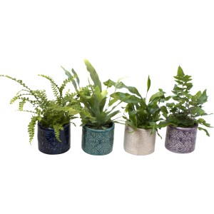 Schwertfarn-Set in farbigen Keramik-Töpfen (Ø 6cm) mit geprägtem Muster.