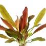 Dennerle Plants Aquariumpflanze Echinodorus Red Chamäleon mit roten und grünen Blättern.
