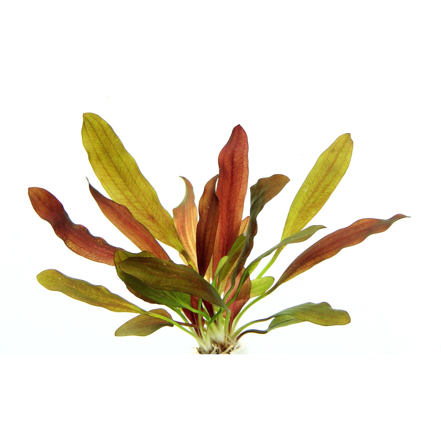 Dennerle Plants Aquariumpflanze Echinodorus Red Chamäleon mit roten und grünen Blättern.