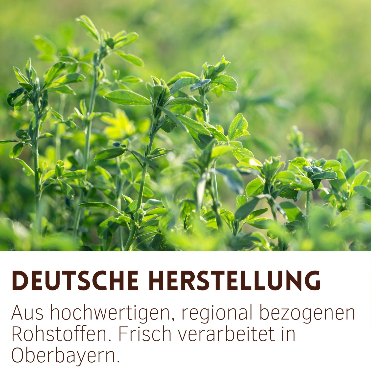 Frische grüne Luzernepflanzen auf einem Feld, Rohstoff für hochwertiges Supravit Luzernecobs Pferdefutter.