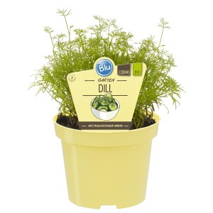 Blu Dill Bio Topf-Ø 12cm: Frischer, grüner Dill im gelben Topf für Küche & Garten.