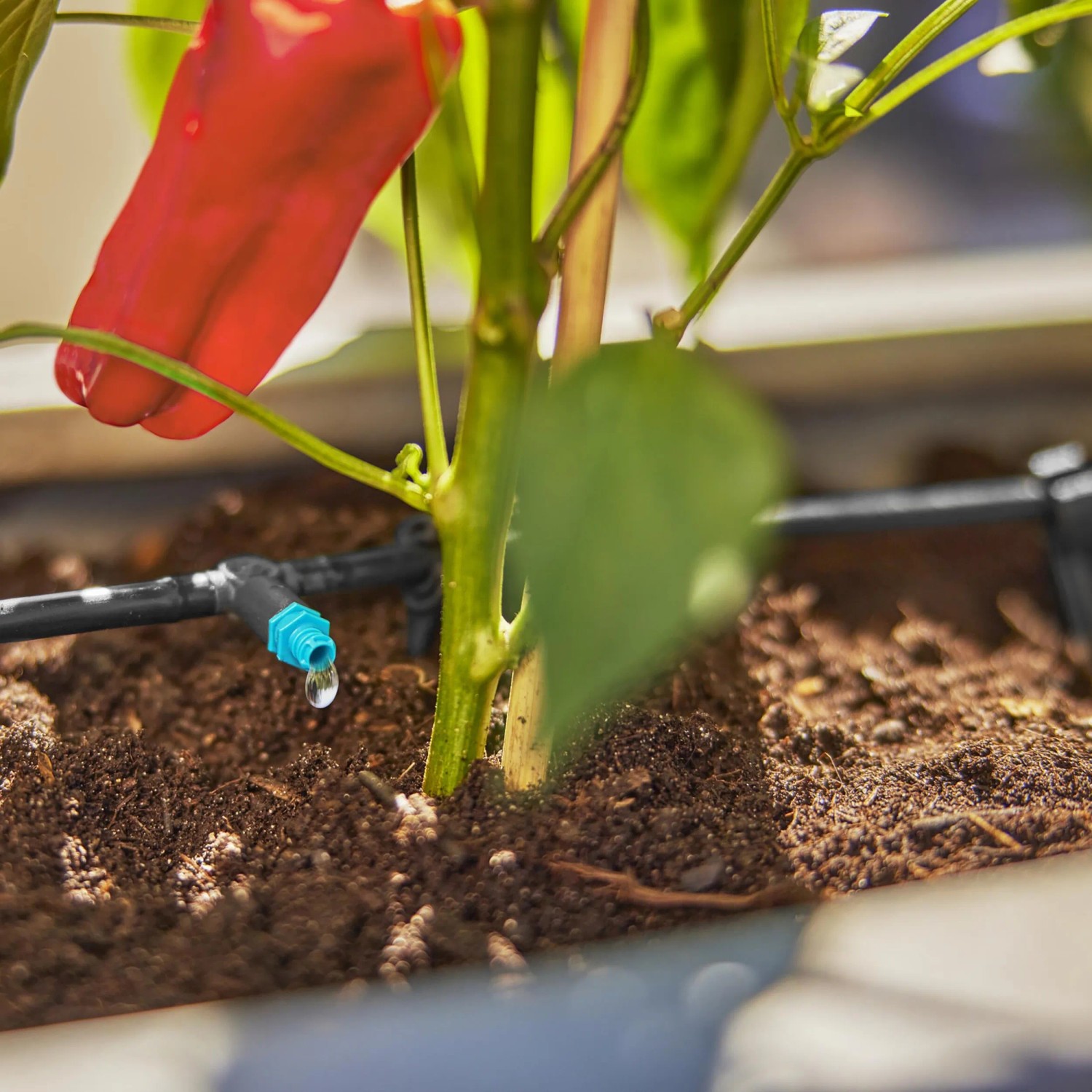 Gardena Tropfbewässerung Set: Detailaufnahme von Tropfer und Pflanze auf der Terrasse.
