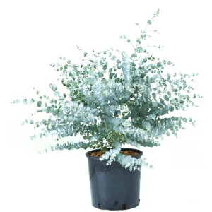 GROW by OBI Eukalyptus Baby Blue Höhe ca. 20 -30 cm Topf ca. 5 l Eucalyptus
