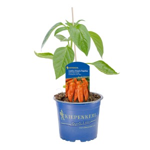 Kiepenkerl Snack-Paprika Salma Maxi Orange im Topf, eine süße und aromatische Gemüsepflanze.
