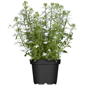 Blaue Lobelie im Topf, GROW by OBI Stehpflanze mit zarten, hellblauen Blüten.