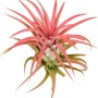 Rote Tillandsie (Tillandsia ionatha), eine pflegeleichte Trendpflanze für Ihr Zuhause.