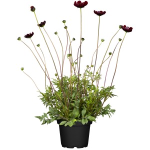 Schokoladenblume 'Chocamocha' im Topf, dunkelrote Blüten und grüne Blätter. Duftpflanze für Beet und Balkon.