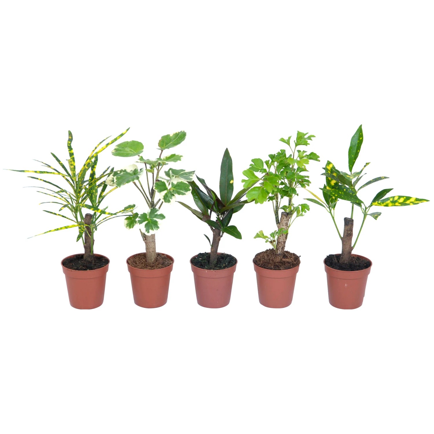 Kroton "Cane" in Sorten Hhe ca. 20-25 cm Topf- ca. 5,5 cm Codiaeum  variegatum kaufen bei OBI