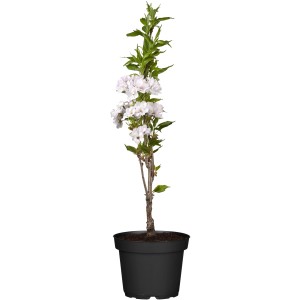 OBI Säulenzierkirsche "Amanogawa" Rosa Höhe ca. 60 - 80 cm Topf ca. 7 l Prunus