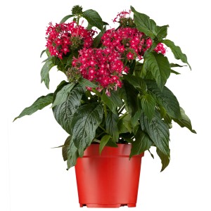 Fünfzahlstrauch 'BeeBright Lipstick' im roten Topf, eine dekorative Sommerpflanze von GROW by OBI.