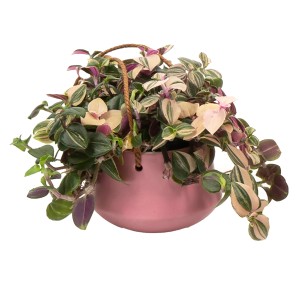 Grünpflanzen-Ampel mit bunten Blättern im rosa Keramiktopf, Topf-Ø 6cm.