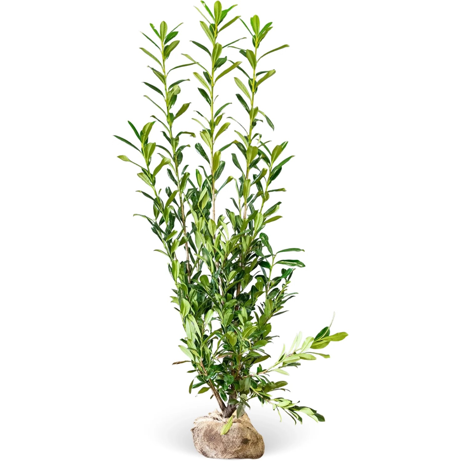 philodendron neon vs lemon lime Philodendron Lemon Lime – Jungle & Loom