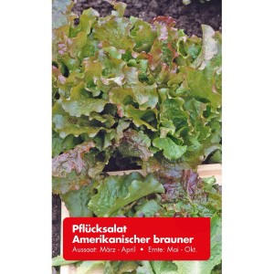 Frischer Pflücksalat 'Amerikanischer Brauner' mit rotbraunen Blättern, ideal für den Garten oder Balkon.